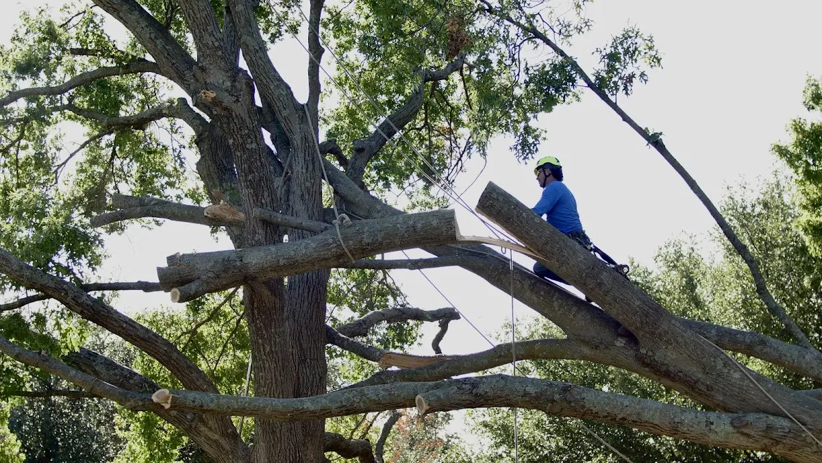 Professional Crown Thinning performed by certified arborists in Lincoln